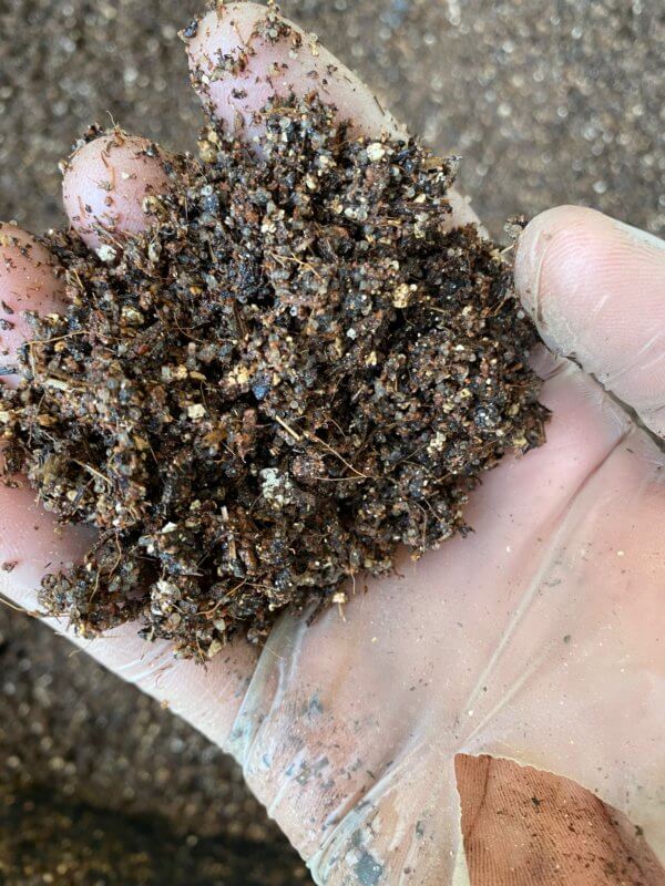 Coco coir / vermiculite - Shithpn